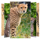 Cheetah Wallpapers icône