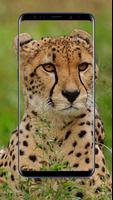 Cheetah Wallpapers Affiche