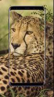Cheetah Wallpapers screenshot 2