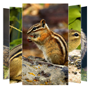 Chipmunk Wallpapers APK