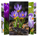 Crocus Flower Wallpapers APK