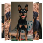 Doberman Dogs Wallpapers icône