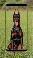 Doberman Dogs Wallpapers poster