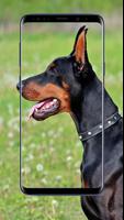 Doberman Dogs Wallpapers capture d'écran 1