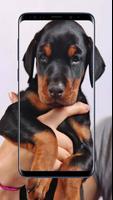 Doberman Dogs Wallpapers screenshot 2