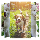 Dog Wallpapers APK
