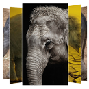 Elephant Wallpapers APK