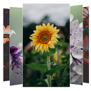Flower Wallpapers and Background APK