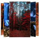 Forest Wallpapers and Backgrou APK