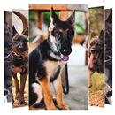 German Shepherd Wallpapers APK