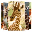 Giraffe Wallpapers APK