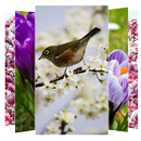 Spring Wallpapers and Backgrou APK