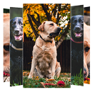 Labrador Wallpapers APK