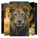 Lion Wallpapers APK