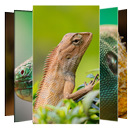 Lizard Wallpapers and Backgrounds APK