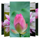 Lotus Flower Wallpapers APK