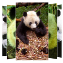 Panda Wallpapers APK