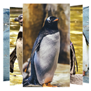 Penguin Wallpapers APK