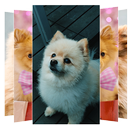 Pomeranian Dogs Wallpaper APK