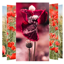 Poppies Flower Wallpapers APK