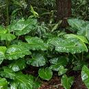 Rain Forest Sounds - Ringtone,Alarm & Notification APK