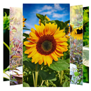 Sunflower  Wallpapers APK