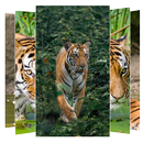 Tiger Wallpapers APK