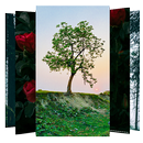 Tree Wallpapers and Backgrounds APK