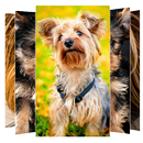 Yorkshire Terrier Wallpaper APK