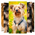 Yorkshire Terrier Wallpaper icône