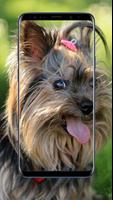 Yorkshire Terrier Wallpaper capture d'écran 2