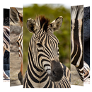 Zebra Wallpapers APK