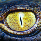 Swamp أيقونة
