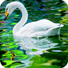 Swan Wallpaper icon