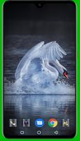Swan Wallpaper poster