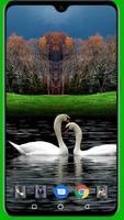 Swan Wallpaper screenshot 2
