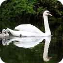 Swan HD Wallpaper-APK