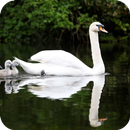 Swan HD Wallpaper APK