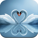 Swan Wallpaper APK