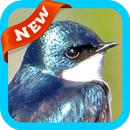 Swallow Wallpaper APK