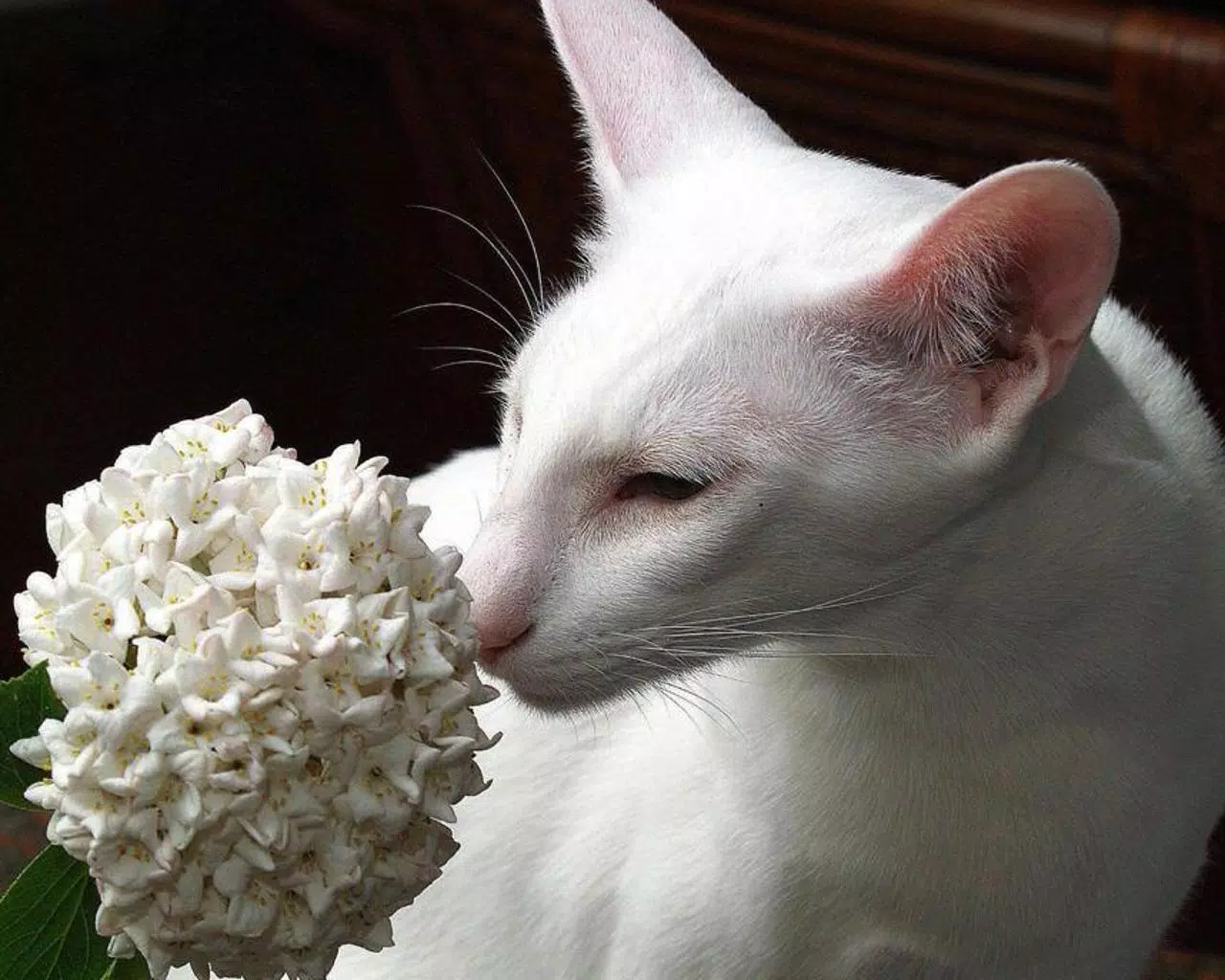 下载东方短毛猫壁纸的安卓版本