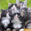 Persian Cats Wallpapers