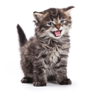 Kitten Meow Sounds APK