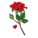 Roses Stickers - WAStickerApps APK
