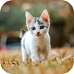 Cat Wallpaper 2025 icon