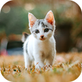 Cat Wallpaper 2025