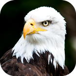 Eagle Wallpaper 2025