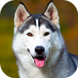 Husky Dog Wallpaper 2025 APK