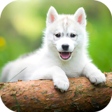 Puppy Wallpaper 2023