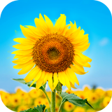 Sunflower Wallpaper 2023